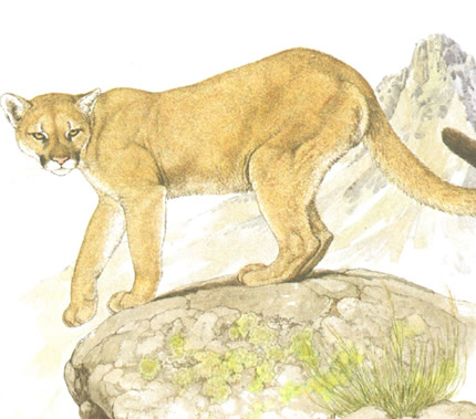 A12 - Felinos del mundo salvaje hasta nuestro hogar