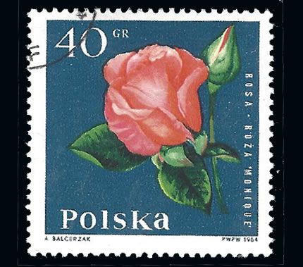 I06 - El mundo de las rosas y las rosas del mundo