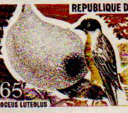 I13 - El maravilloso mundo de las aves