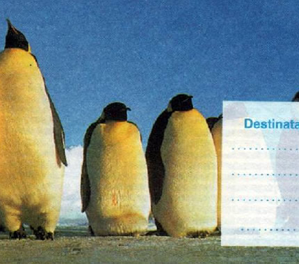 I16 - Los pingüinos del sur