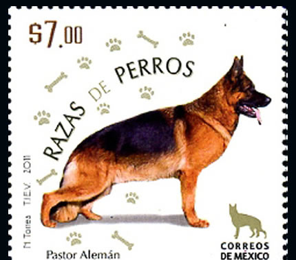 I18 - Mi mascota preferida el perro